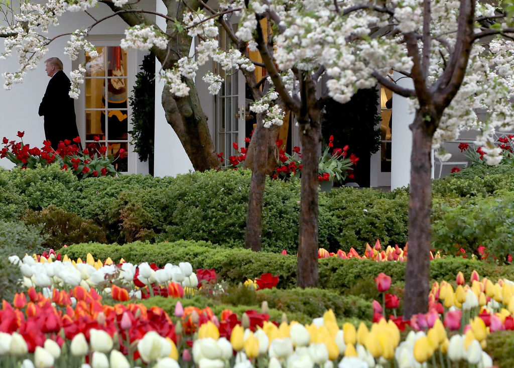 WASHINGTON, DC - APRIL 16: Flowers are in bloom in the Rose Garden as U.S. President Donald Trump walks out of the Oval Office toward Marine One while departing from the White House, on April 16, 2018 in Washington, DC. President Trump is traveling to Hialeah, Florida where he will participate in a small business roundtable discussion on tax cuts.  (Photo by Mark Wilson/Getty Images)